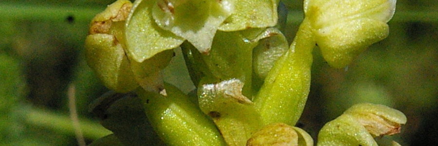 Grootbos endemic Pterygodium vermiferum